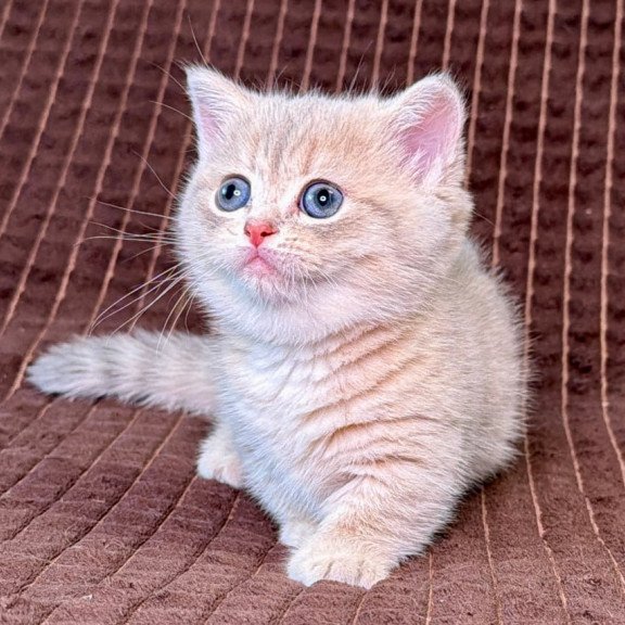 Munchkin Melody