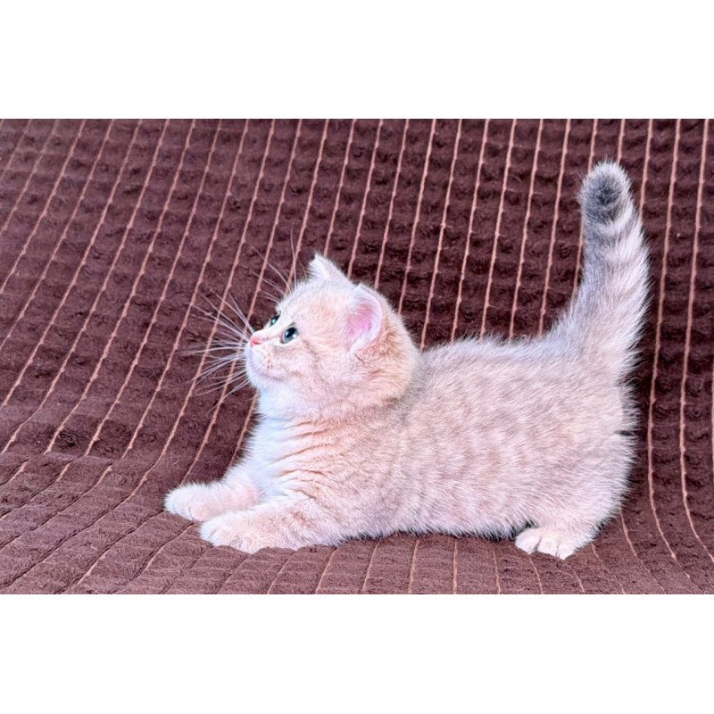 Munchkin Melody