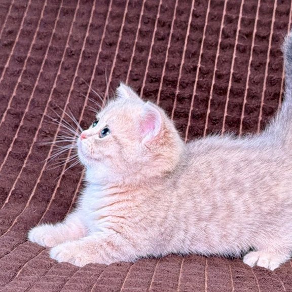 Munchkin Melody