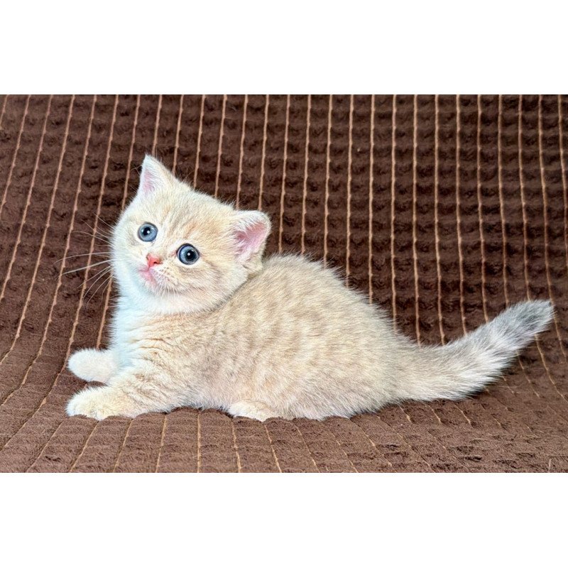 Munchkin Melody