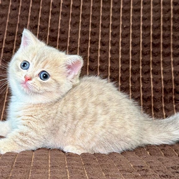 Munchkin Melody