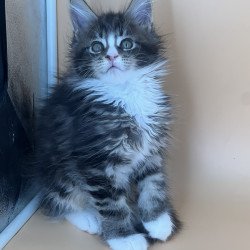 Maine Coon NOV Bershka