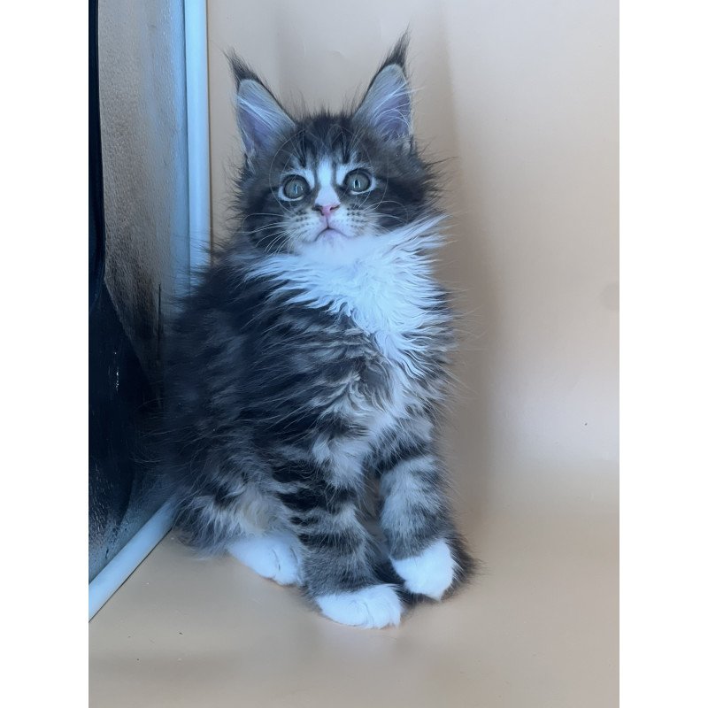 Maine Coon NOV Bershka