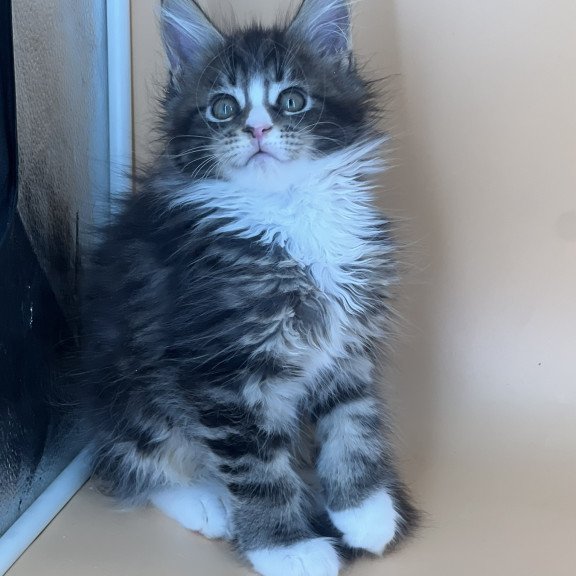Maine Coon NOV Bershka