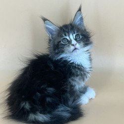Maine Coon NOV Bershka