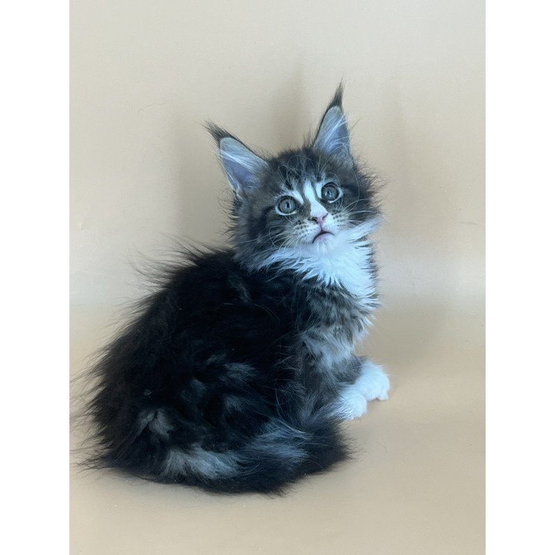 Maine Coon NOV Bershka