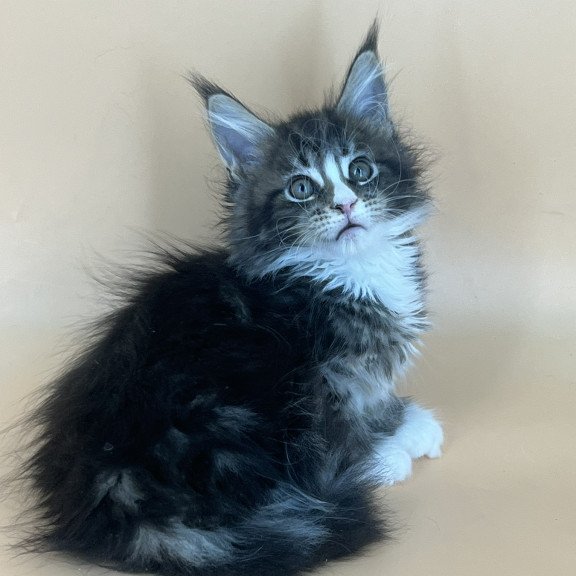 Maine Coon NOV Bershka