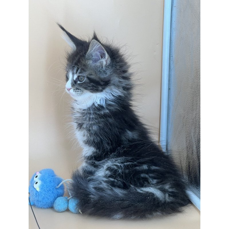 Maine Coon NOV Bershka