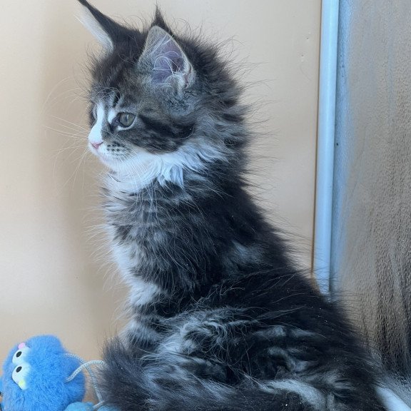 Maine Coon NOV Bershka