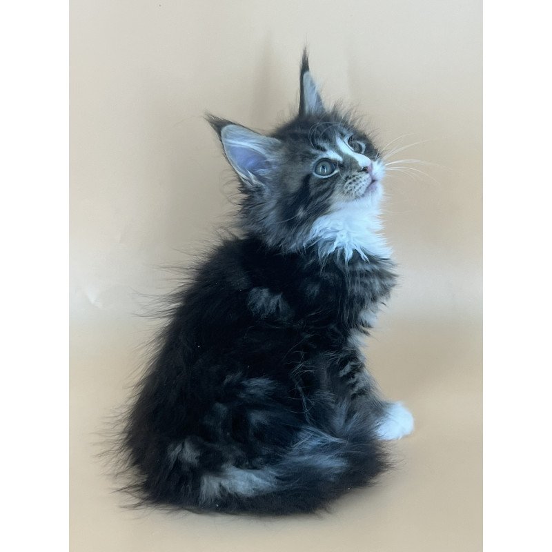 Maine Coon NOV Bershka