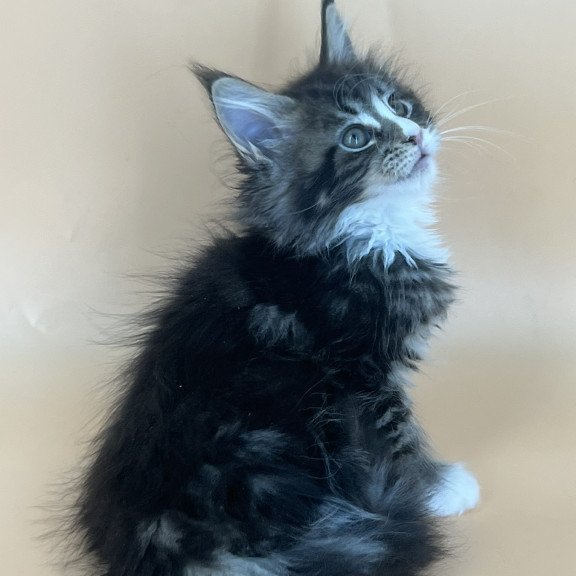 Maine Coon NOV Bershka
