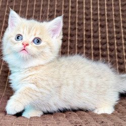 Munchkin Marley