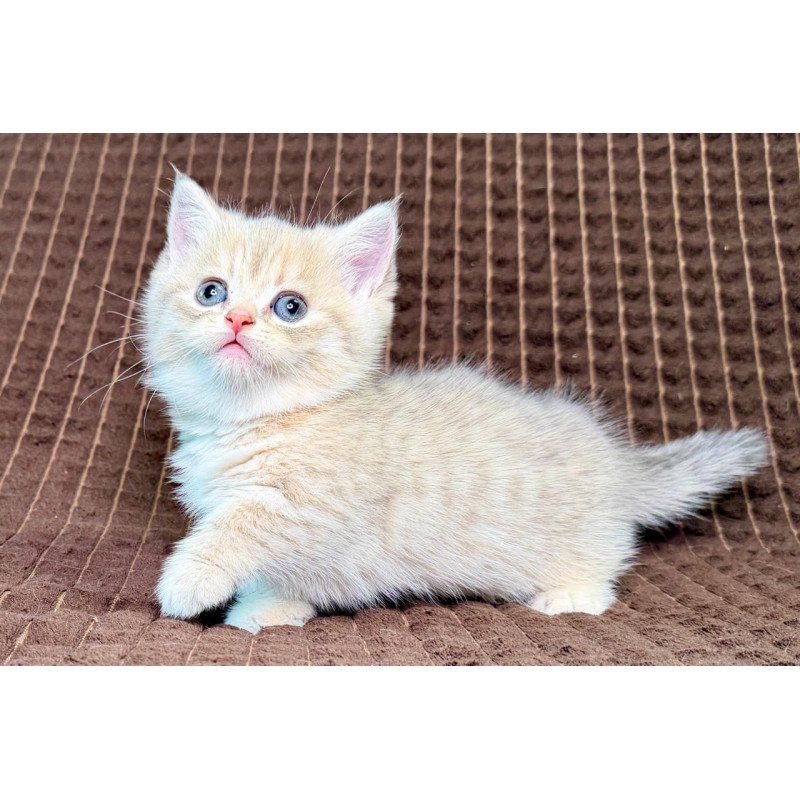 Munchkin Marley