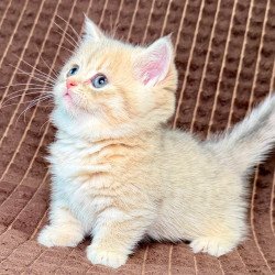 Munchkin Marley