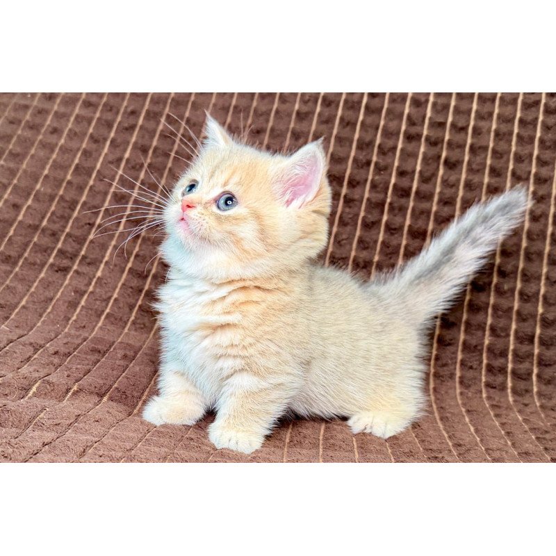 Munchkin Marley
