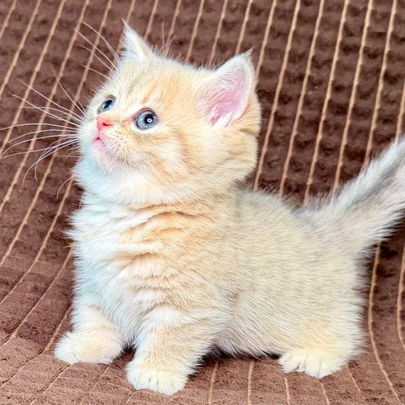 Munchkin Marley