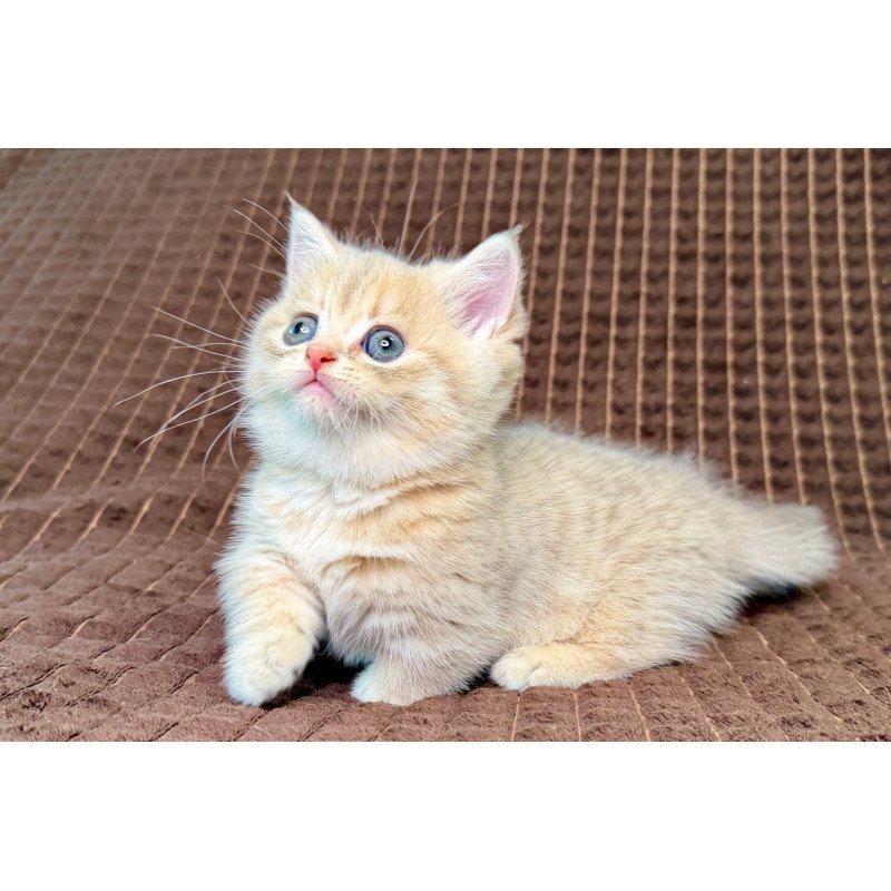 Munchkin Marley