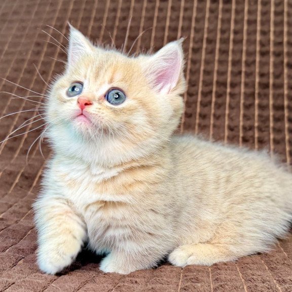 Munchkin Marley