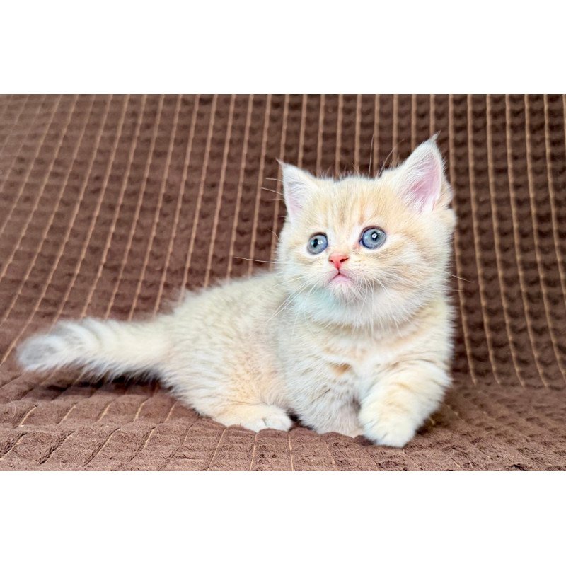Munchkin Marley