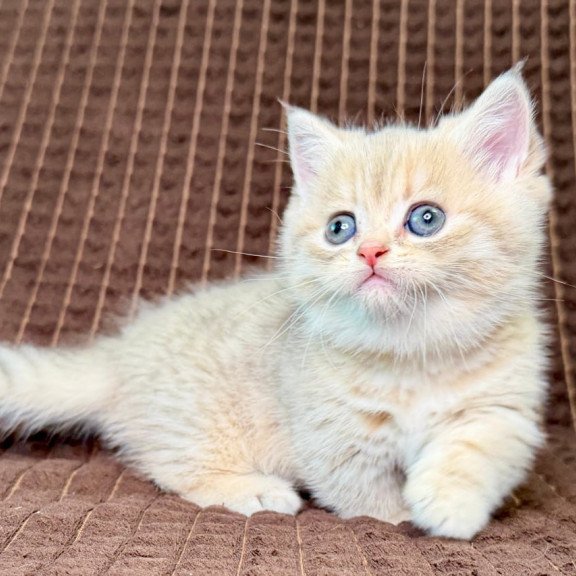 Munchkin Marley