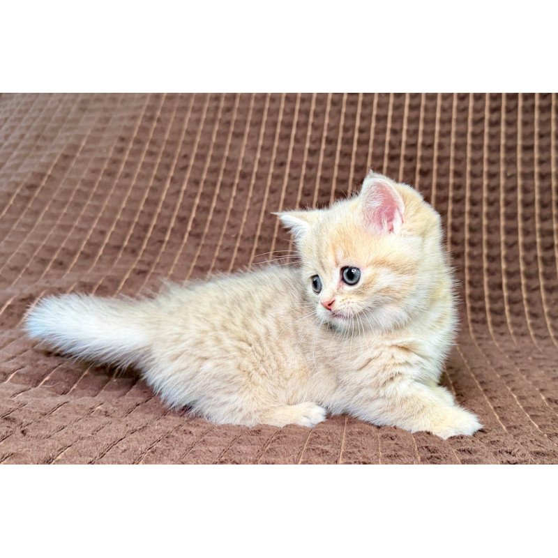 Munchkin Marley
