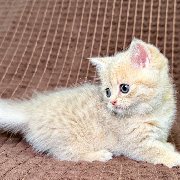 Munchkin Marley