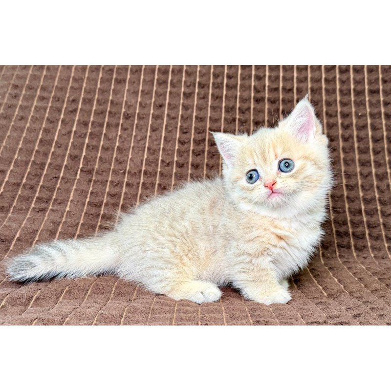 Munchkin Marley