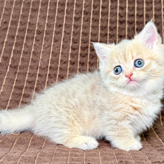 Munchkin Marley