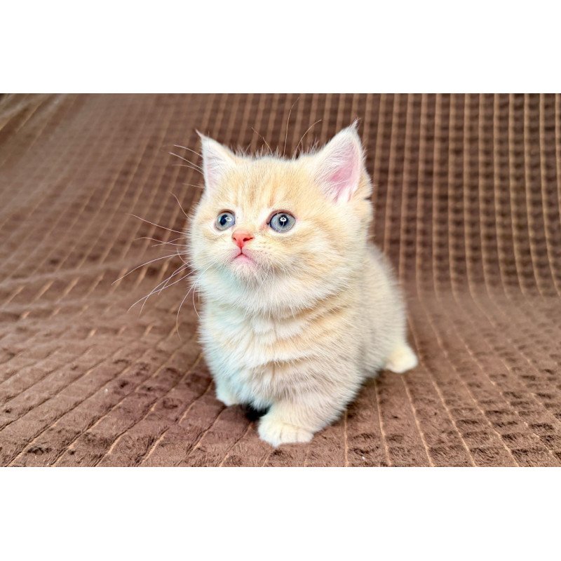 Munchkin Marley