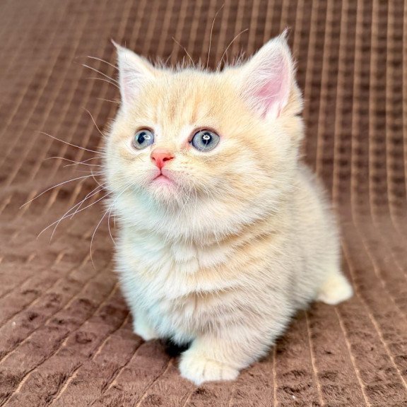 Munchkin Marley