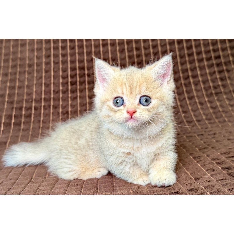 Munchkin Marley