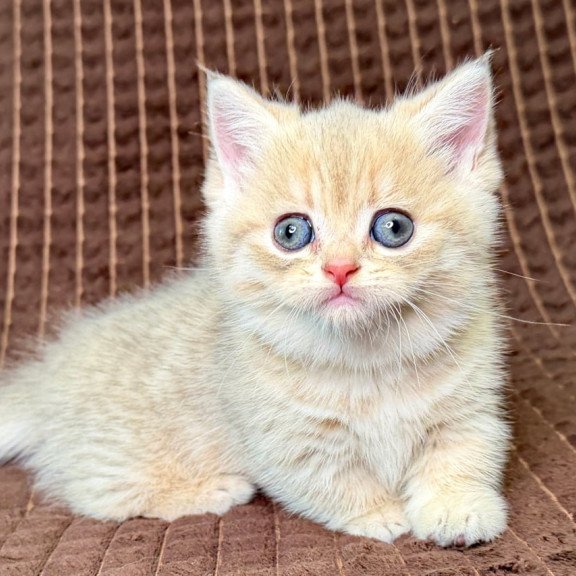 Munchkin Marley