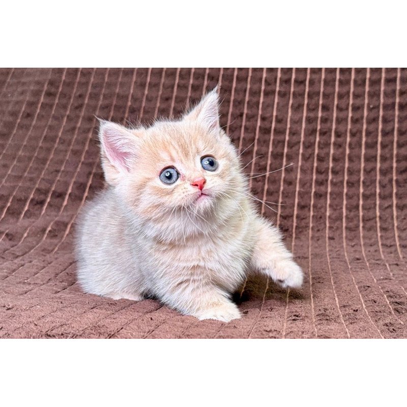 Munchkin Marley