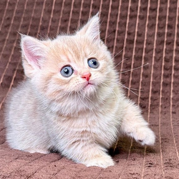 Munchkin Marley