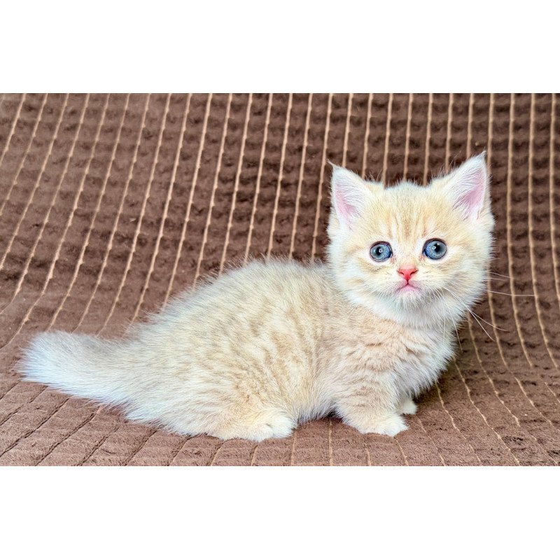 Munchkin Marley
