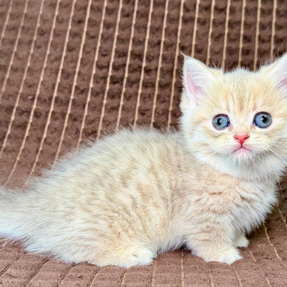 Munchkin Marley