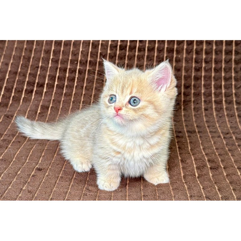 Munchkin Marley