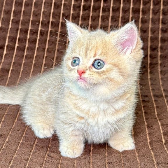 Munchkin Marley