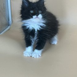 Maine Coon NOV Berta