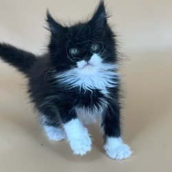 Maine Coon NOV Berta