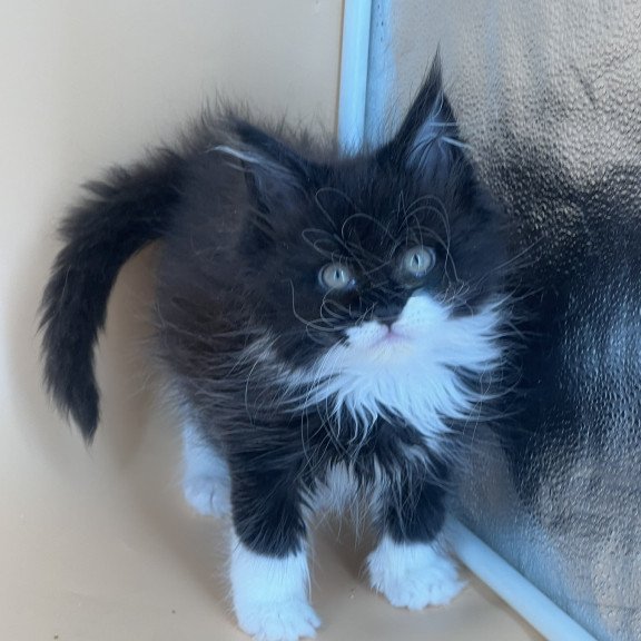 Maine Coon NOV Berta