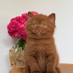 British Finn