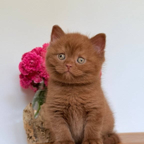 British Finn