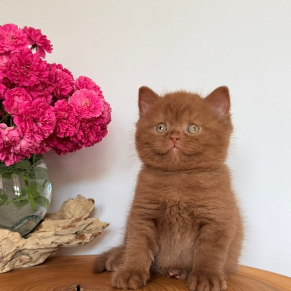British Finn