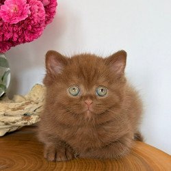 British Fudge