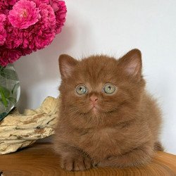 British Fudge