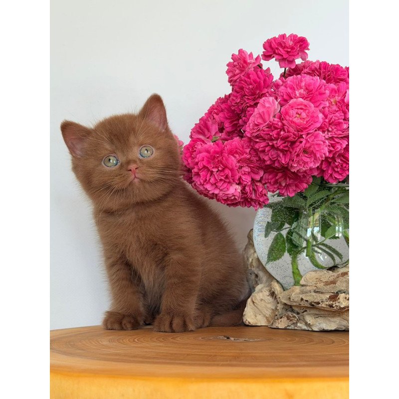 British Fendi