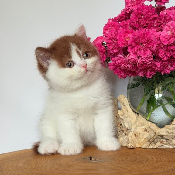 British Ferris