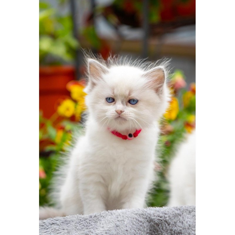 Ragdoll NOV Markiza