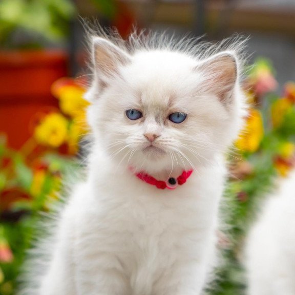 Ragdoll NOV Markiza
